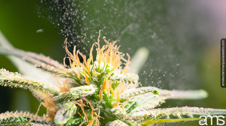 cannabis plant covered in pollen