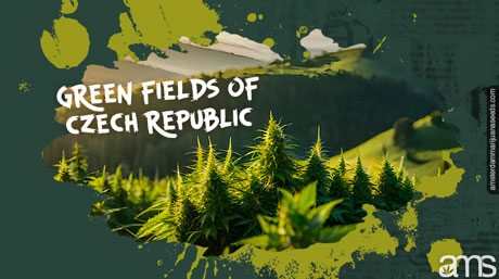 Czech green hills with marijuana plants