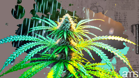 cannabis plant in the rain