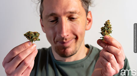 a man with a questioning look holds a sativa and a indica bud