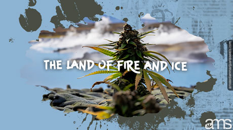 Cannabis plant in the midst of Geysers and Icelandic ice