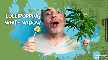 man holds a lollipop and a White Widow plant
