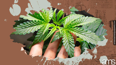 a hand showing a growing marijuana plant