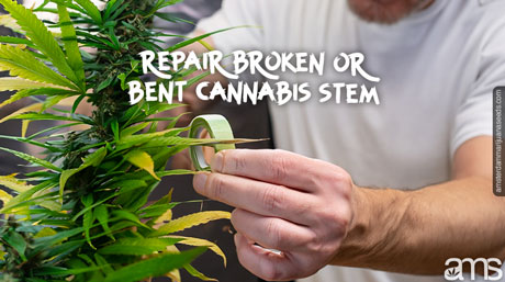a man repairs the stem of a marijuana plant