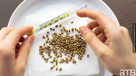 seeds on a paper towel and a hand with a thermometer