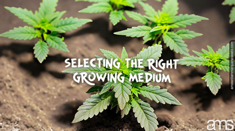 marijuana plants grow in soil