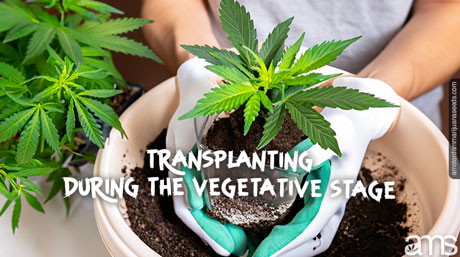 hands transplant a marijuana plant to a bigger pot