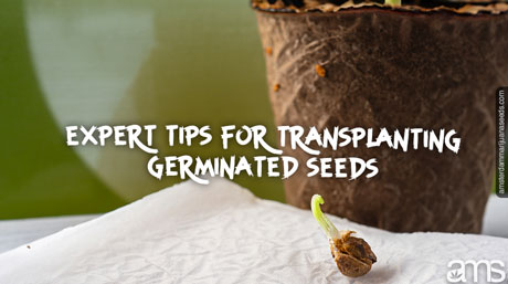 Germinated cannabis seeds on a towel