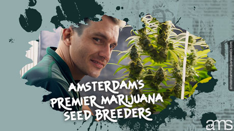 marijuana seed breeder in his grow room