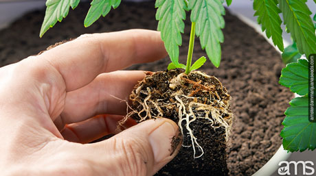 hand pulls a marijuana plant out of a pot revealing the roots