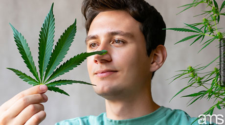 a young man holding a cannabis leaf observes it with a questioning gaze