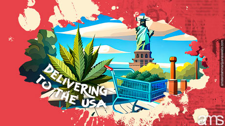 Marijuana Seeds Delivery the USA