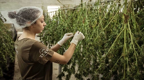 Woman curing marijuana plants