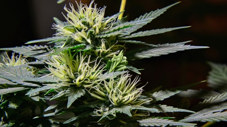 Female Cannabis Plant