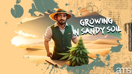 farmer growing marijuana plant in sand