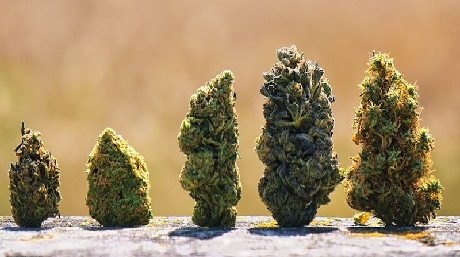 cannabis buds in a row