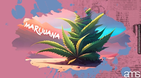 Marijuana Plant
