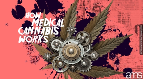 How medical cannabis works