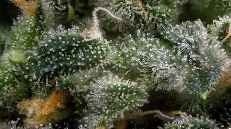 Mastering Trichomes: Harvesting Marijuana Plants at the Perfect Time