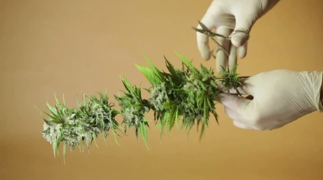 Trimming your Marijuana Harvest