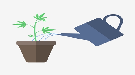 Water Weed Plant