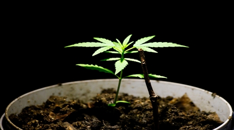 Growing Weed in Space Bucket