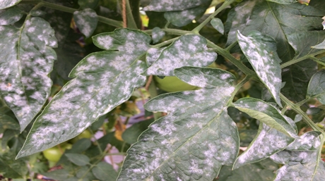 avoid and get rid of powdery mildew