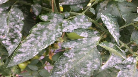 How to Get Rid of White Spots on Plant Leaves