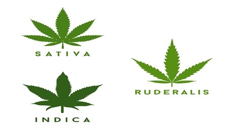 Autoflower Cannabis Ruderalis