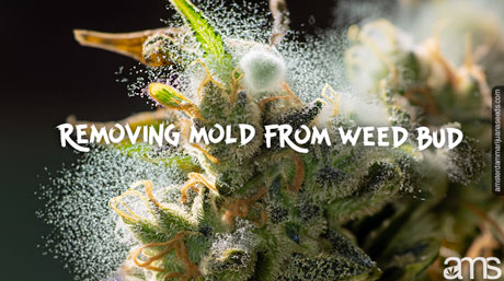 mold on a cannabis bud