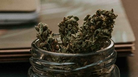 Weed in a pot