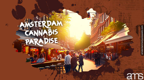 Unveiling The Legendary Amsterdam Weed Seeds: Unleash Your Inner ...