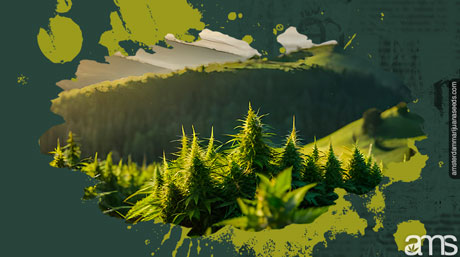 Czech green hills with marijuana plants