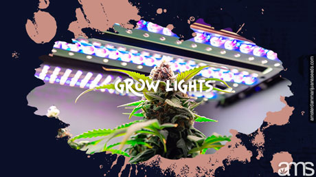 a grow lamp that illuminates a cannabis plant