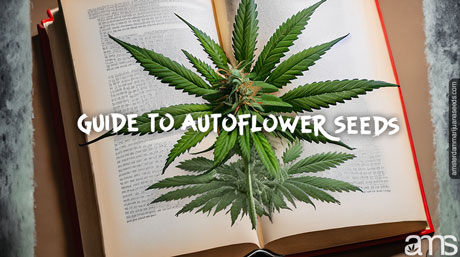 guide opened on a page with an autoflowering plant drawn on it