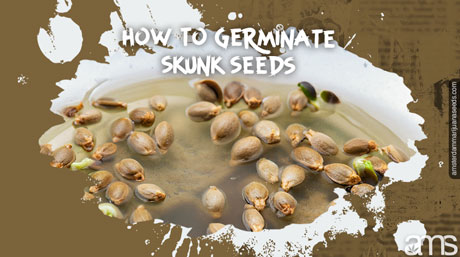 skunk marijuana seeds soaked in a bowl of water