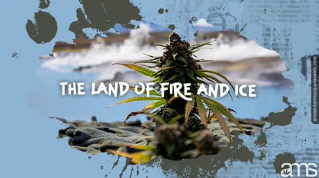 marijuana plant in Iceland in front of geysers