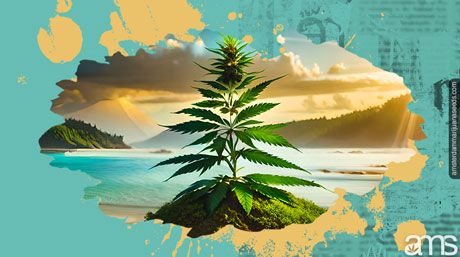 marijuana plant on hawaii