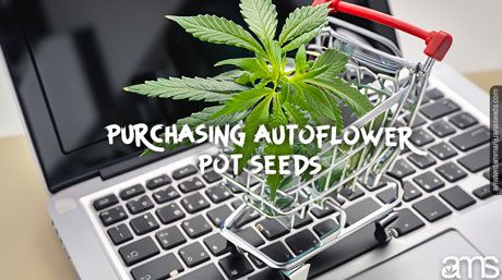 a cart with an autoflower plant on a laptop