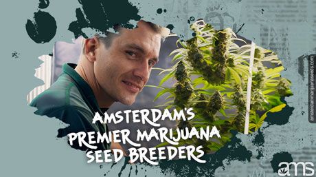 premier amsterdam breeder in his grow room