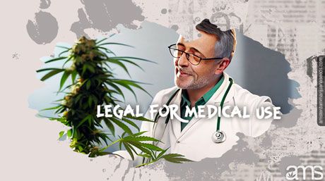 doctor observes a marijuana flower