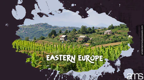 marijuana field in eastern europe