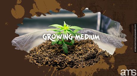 a marijuana plant grows in the soil