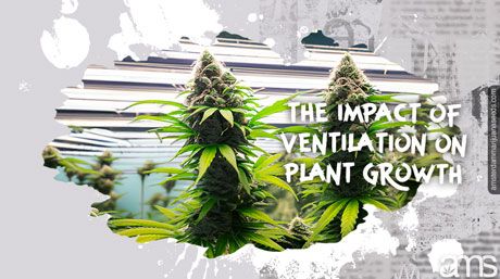 Marijuana plants in a grow room grow healthy