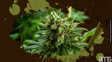 image og a flowering cannabis plant