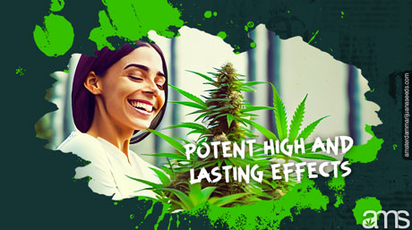 woman observes happy MOAB cannabis plant