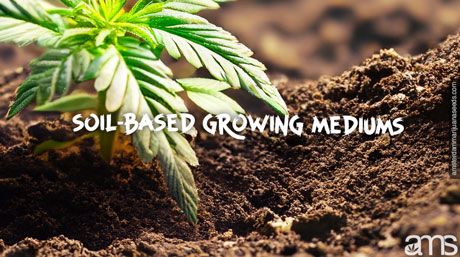 cannabis plants grow in soil