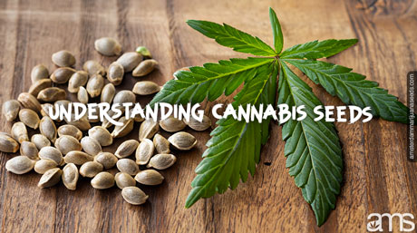 cannabis seeds and a marijuana leaf