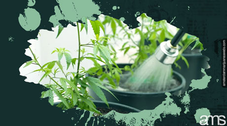 Watering cannabis plants in the right amount