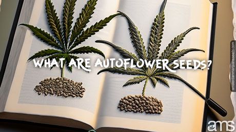 guide opened on a page with an autoflowering leaves and seeds